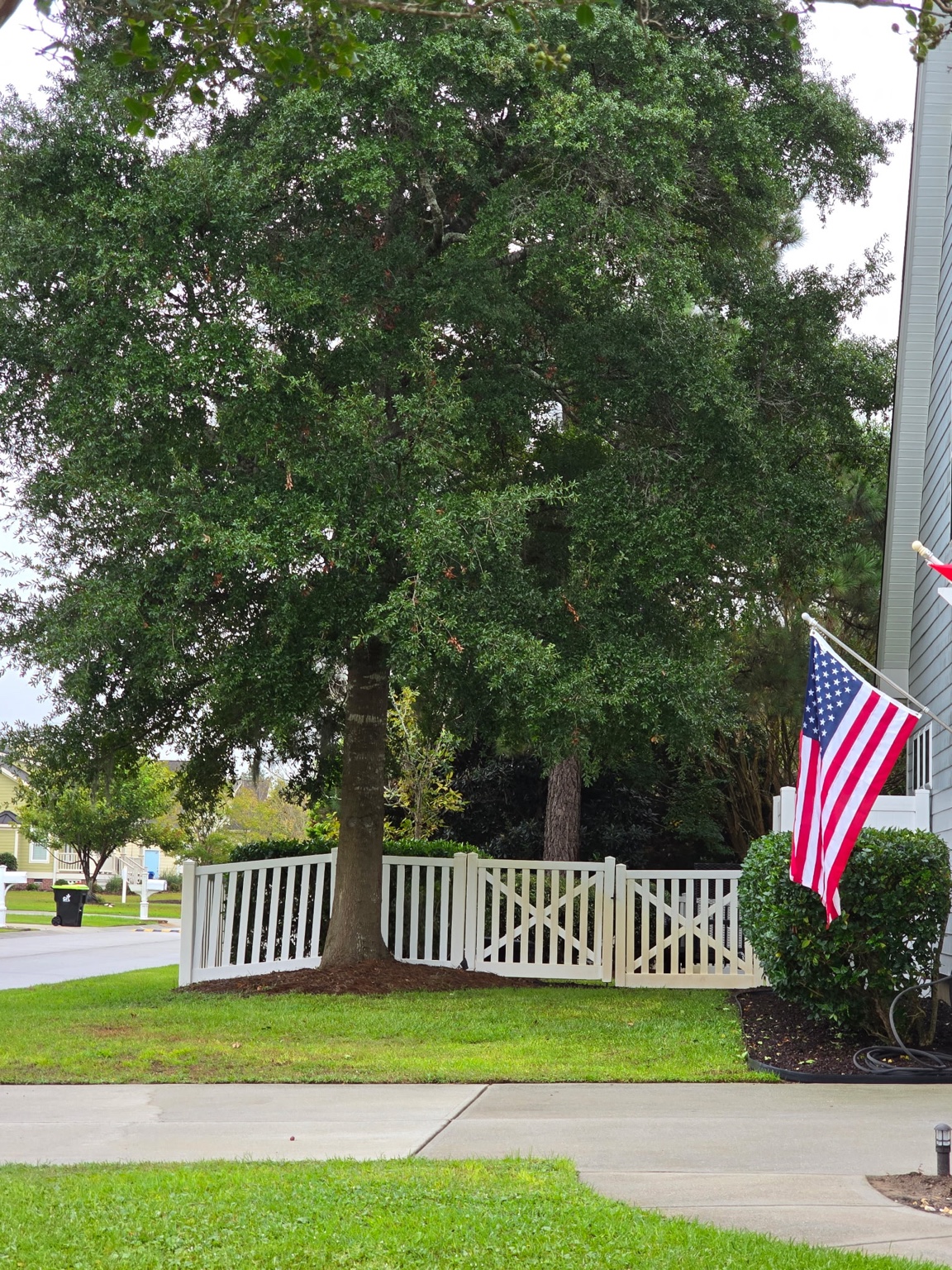 Large mature residential tree beside a white fence, driveway, and home