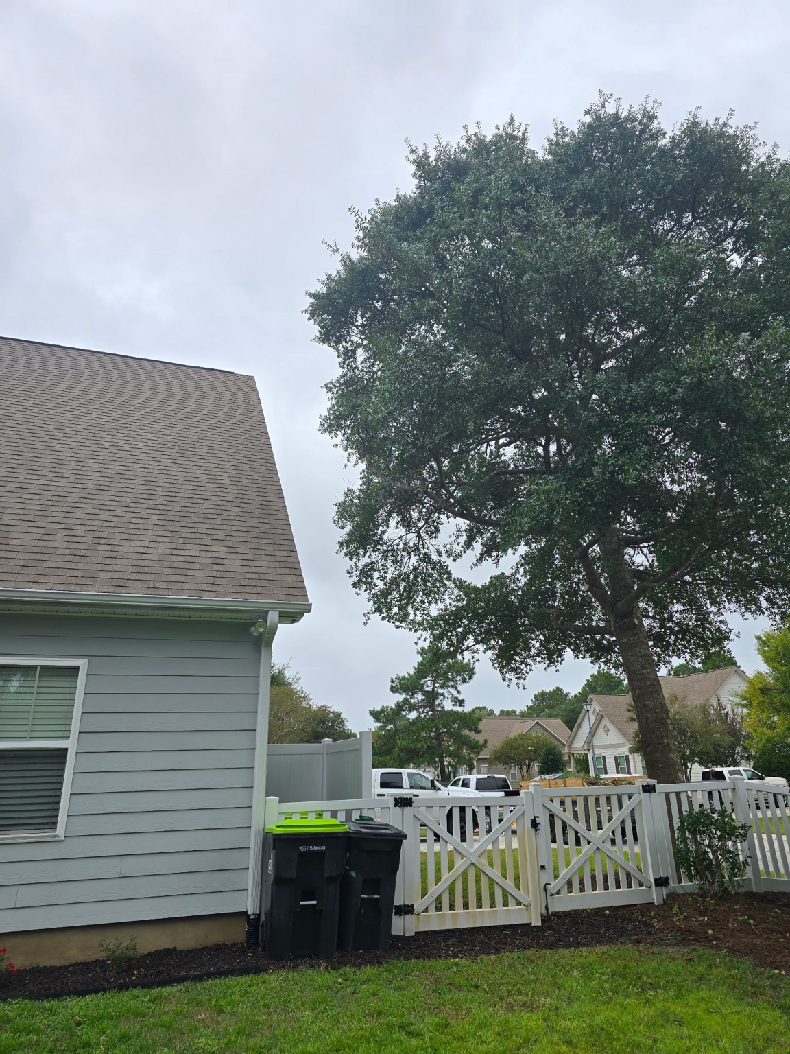 Mature tree trimmed for clearance beside a Jacksonville home and fence