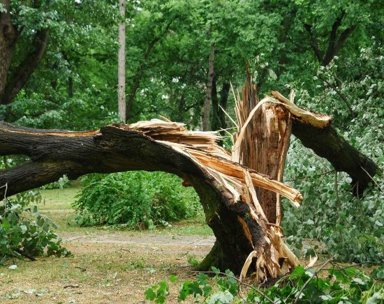 Fallen tree blocking a driveway after a storm in Onslow County