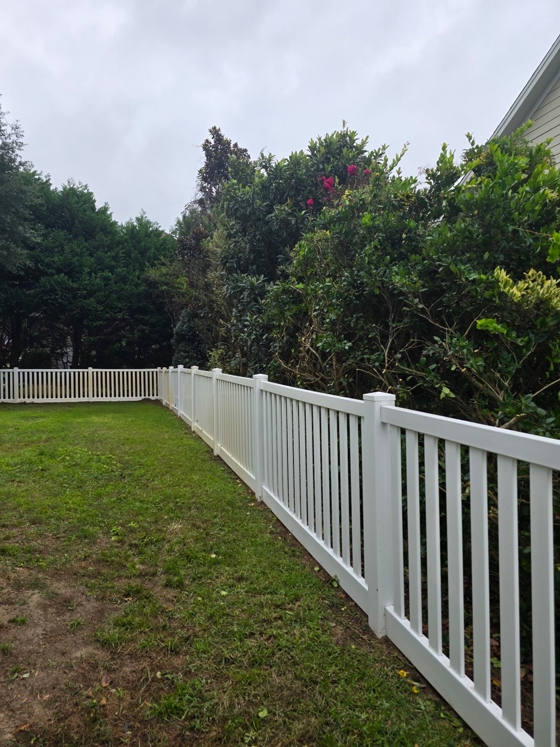 Overgrown hedge along a white backyard fence before trimming in Jacksonville