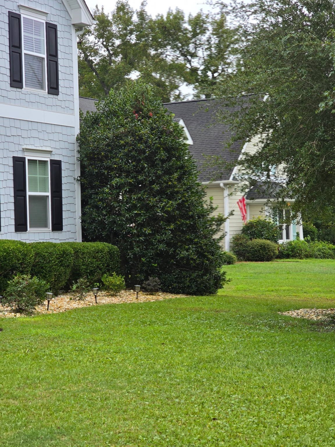 Finished shaped landscape shrub beside a residential home