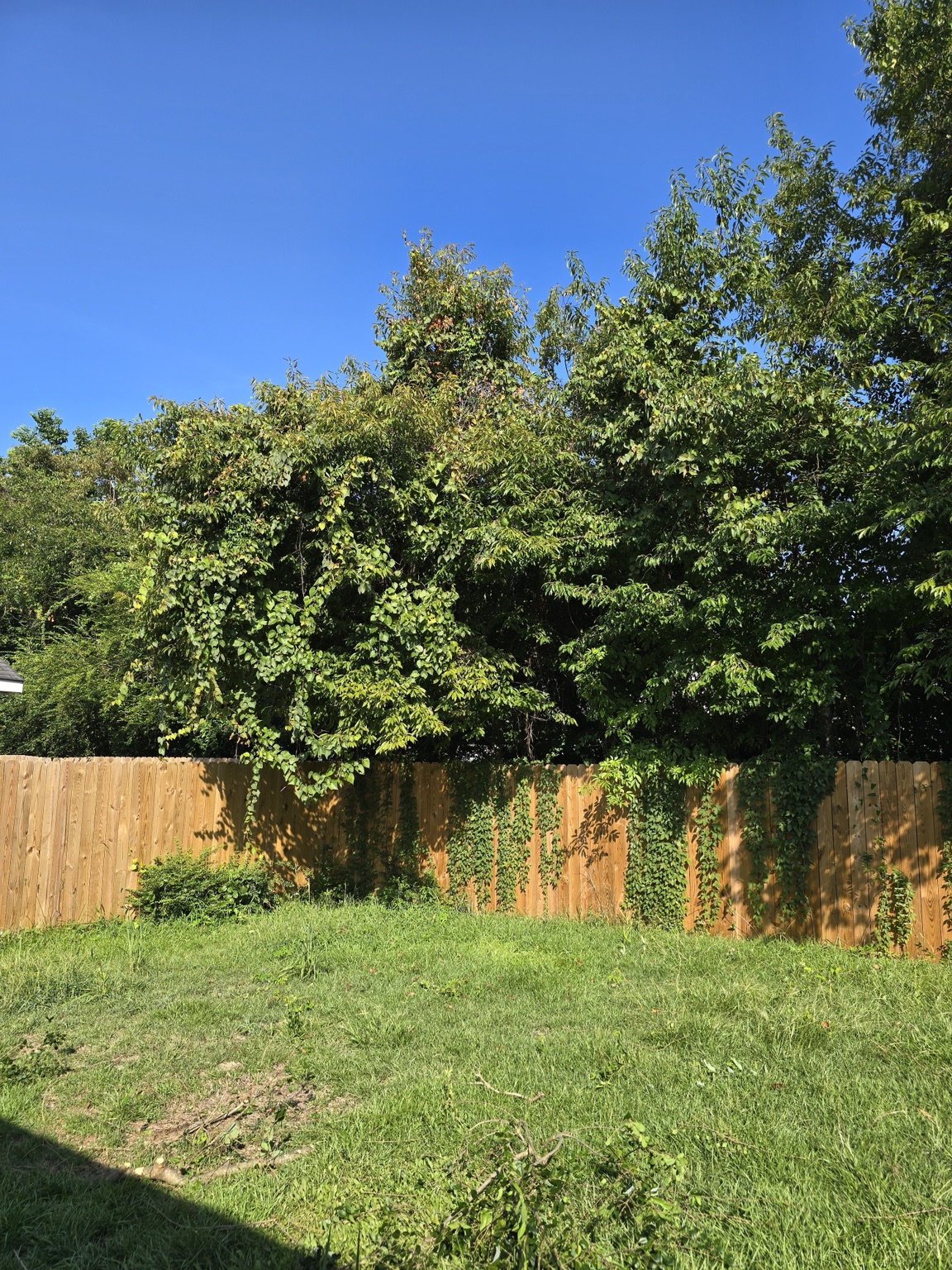 Heavy brush and limbs hanging over a wood privacy fence before trimming in Jacksonville, NC