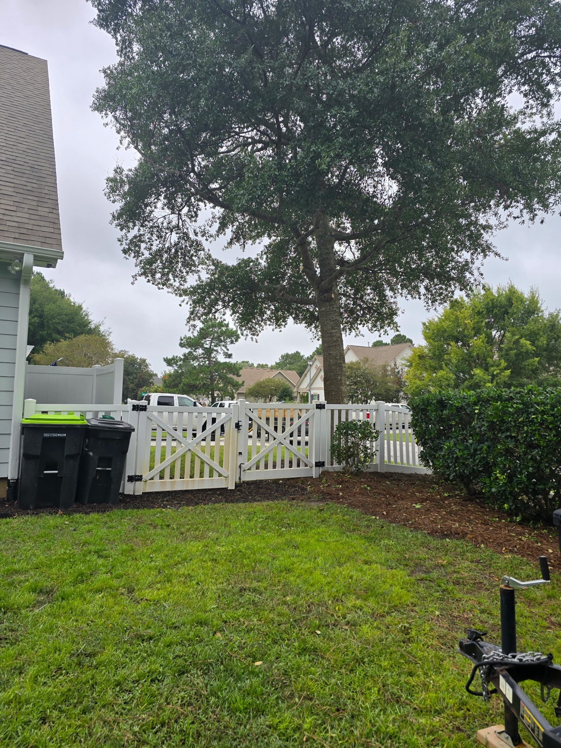 Large residential tree pruned near a white backyard fence in Jacksonville