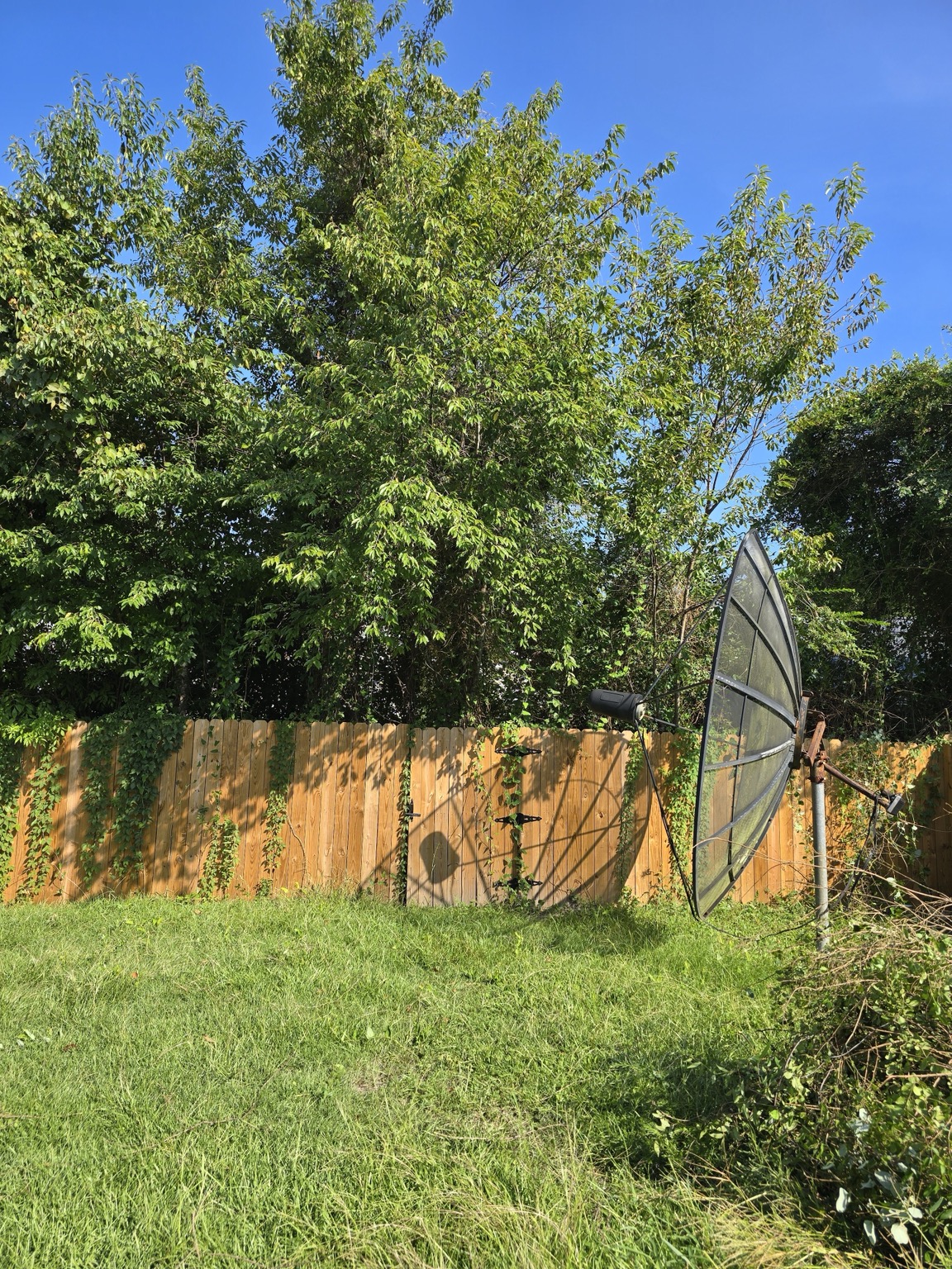 Overgrown tree canopy and vines covering a backyard fence line before trimming in Jacksonville, NC