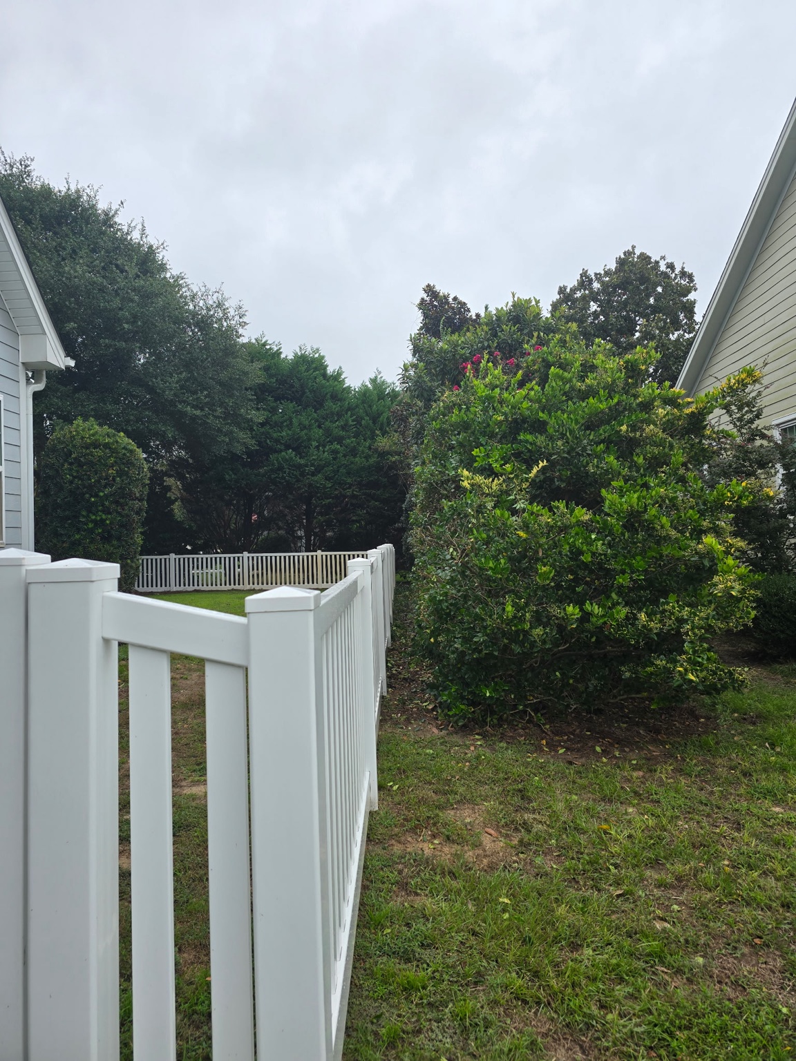 Foundation shrubs trimmed along the side of a Jacksonville home