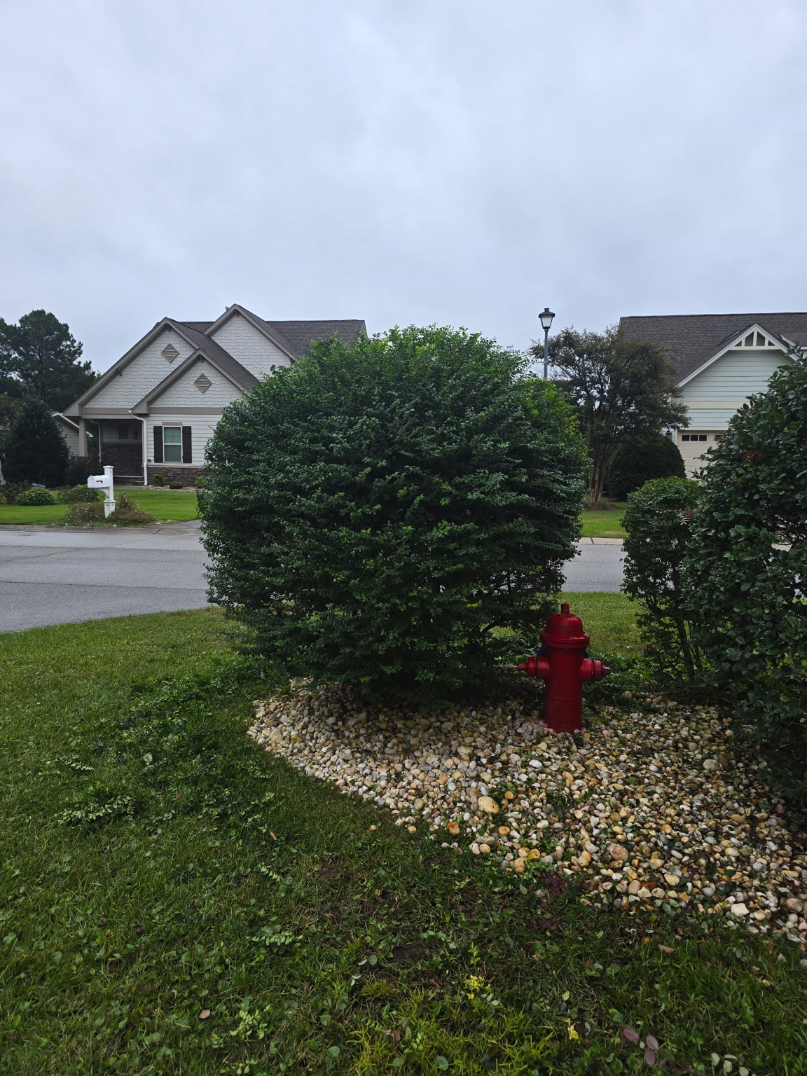 Rounded front-yard shrub beside a fire hydrant and decorative landscaping