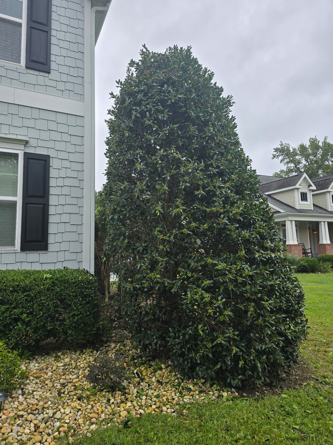 Tall ornamental shrub shaped beside a Jacksonville home